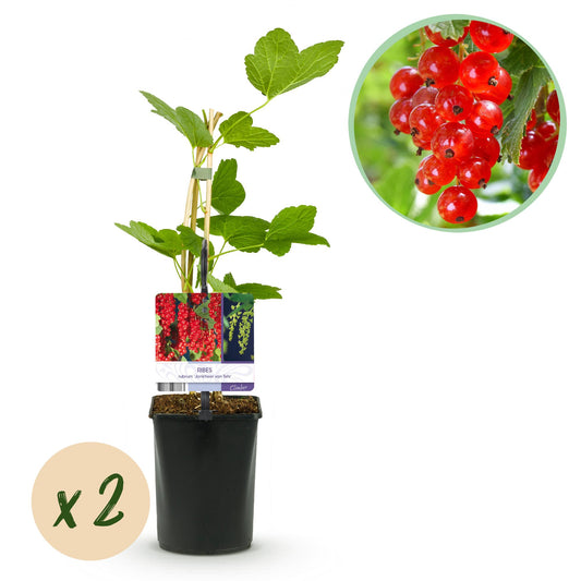 Pflanzfix24 - Rote Johannisbeere - 2 Pflanzen - Topf 11cm