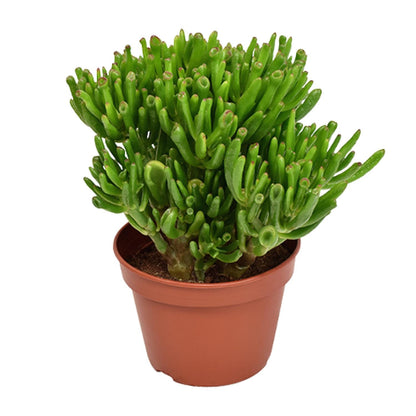 Crassula Hobbit - Ø15cm - ↕21cm - Pflanzfix24