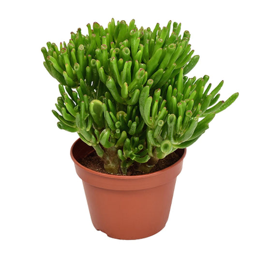 Crassula Hobbit - Ø15cm - ↕21cm - Pflanzfix24