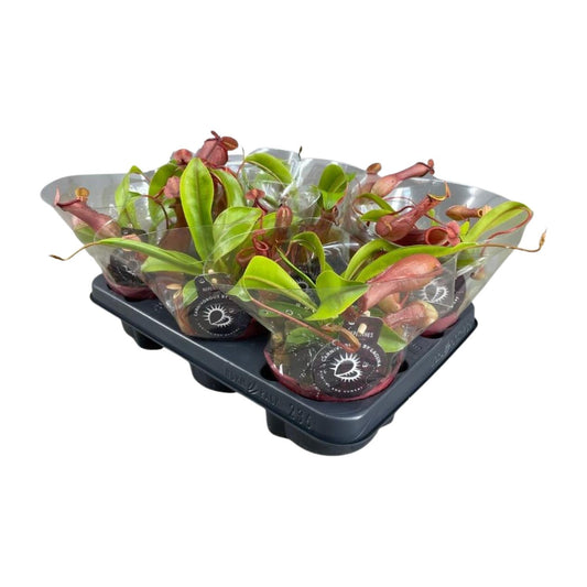Nepenthes Alata Kannenpflanze – Pflanzfix24.de** - Pflanzfix24.de