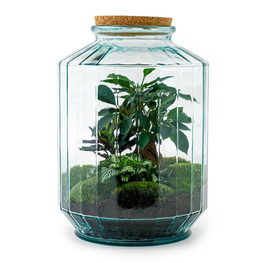Flaschengarten DIY-Set XL - Pflanzfix24