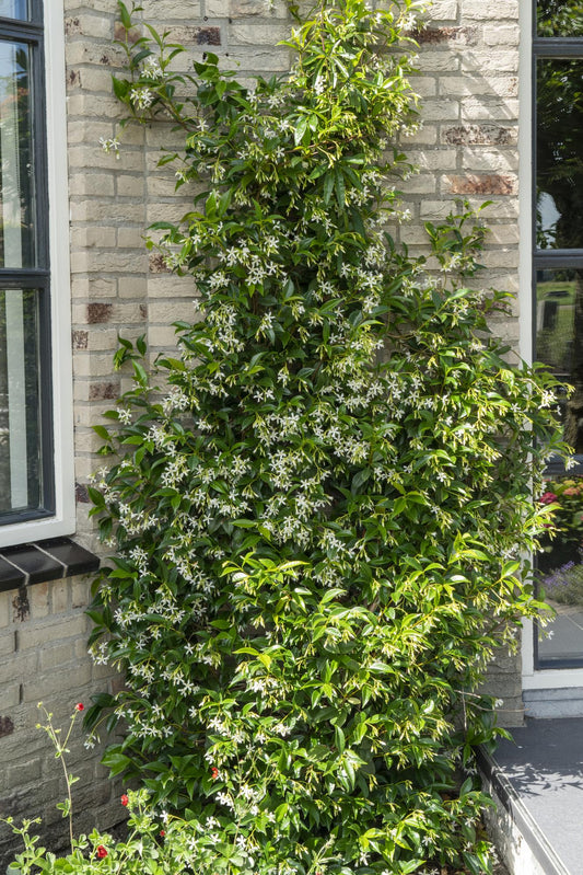 2x - Trachelospermum 'Star of Venice' - ↨65cm - Ø15 - Pflanzfix24