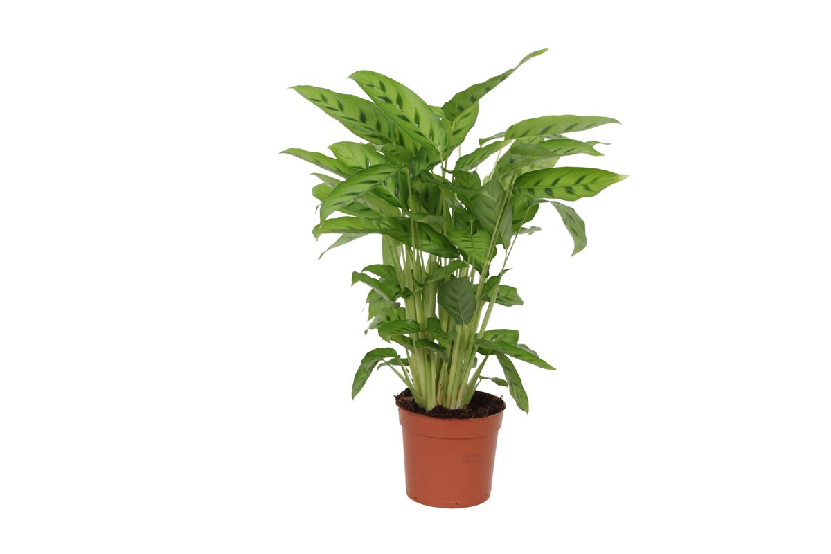 Calathea Leopardina - 35cm - Ø12cm bei Pflanzfix24