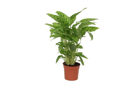 Calathea Leopardina - 35cm - Ø12cm bei Pflanzfix24