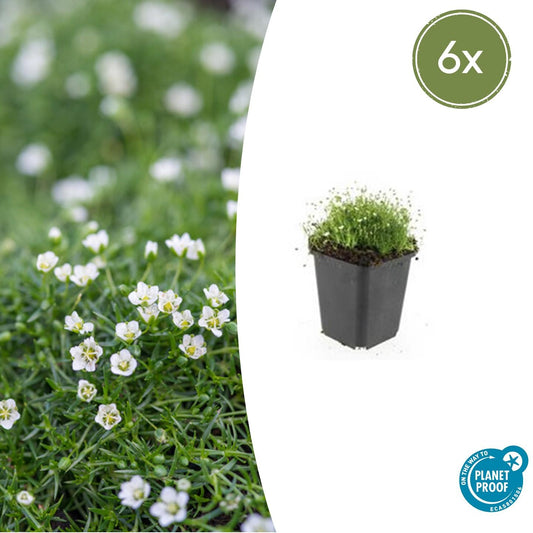 6x Sagina subulata - Irisches Moos - Pflanzfix24.de - Pflanzfix24.de