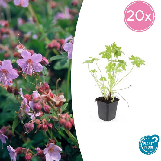 20x Robuste Geranium macrorrhizum von Pflanzfix24.de - ↕10-25cm - Ø9cm - Pflanzfix24.de