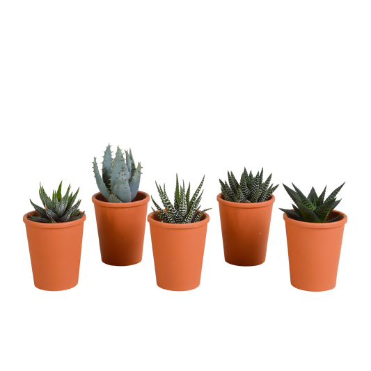 Gasteria/Haworthia-Mischung 5,5cm - 5x - in terracotta pot - Pflanzfix24.de - Pflanzfix24.de