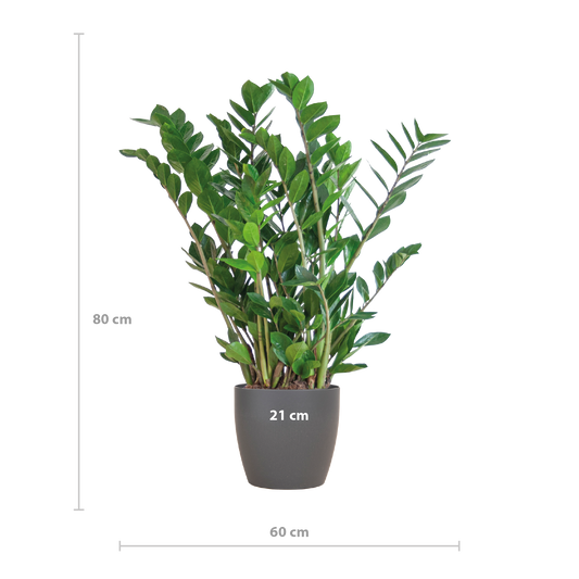 Zamioculcas mit Viber-Topf Grau 80 cm – Pflanzfix24