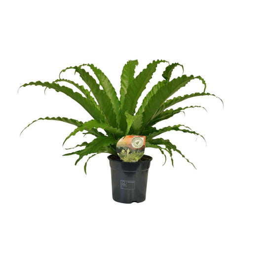 Asplenium Osaka - Ø17cm - ↕40cm von Pflanzfix24.de - Pflanzfix24.de