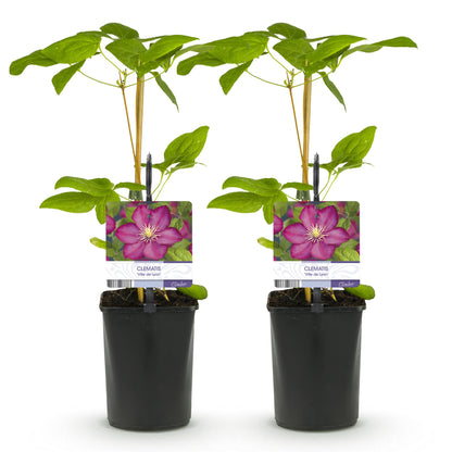 GreenboutiQ - Kletterpflanze - Clematis Ville de Lyon - Blüte Rosa - Wenig Pflege - 2 Pflanzen - Topf 11cm Höhe 40cm