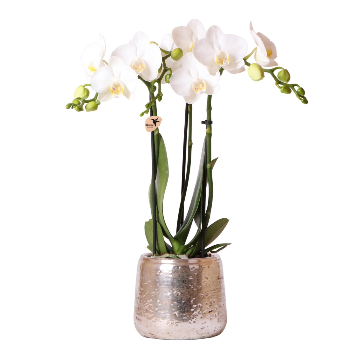 Orchidee Amabilis Ø9cm Silbertopf 40cm – Pflanzfix24.de - Pflanzfix24.de