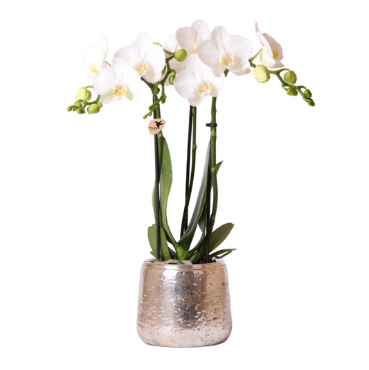 Orchidee Amabilis Ø9cm Silbertopf 40cm – Pflanzfix24.de - Pflanzfix24.de