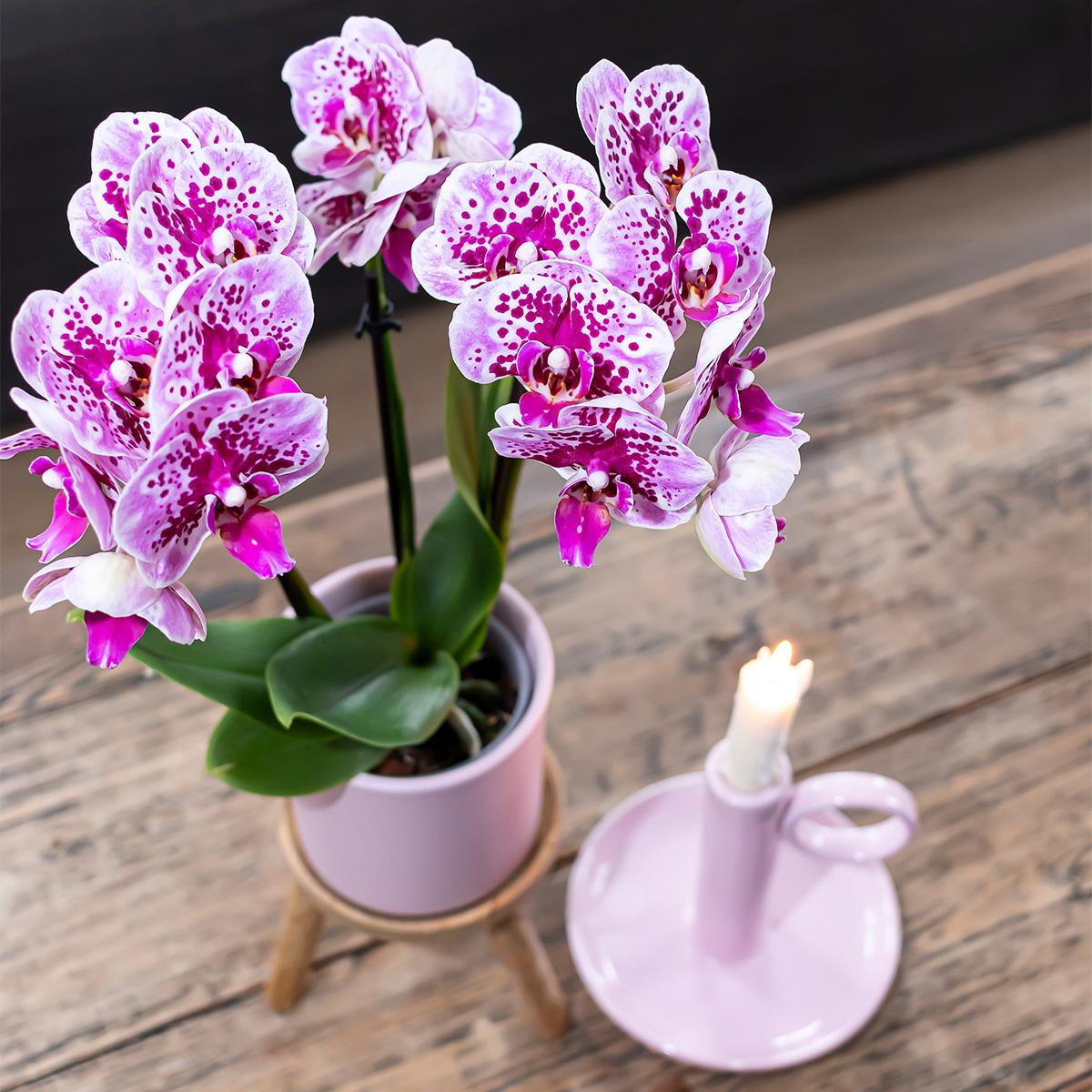 2er Set Phalaenopsis El Salvador Rosa-Lila Ø9cm – Pflanzfix24.de - Pflanzfix24.de