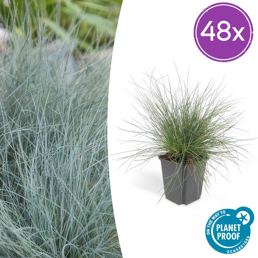 48x Festuca glauca 'Elijah Bleu' - Pflanzfix24