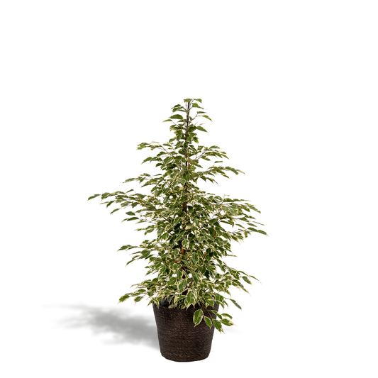 Ficus benjamina Twilight - Ø21cm - ↕95cm + Korb Igmar - Pflanzfix24