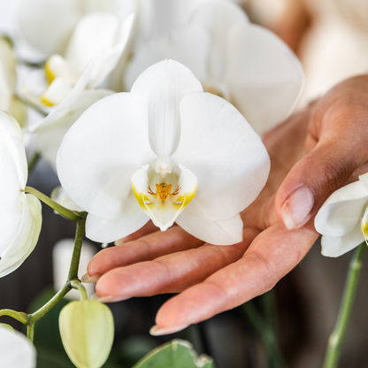 2x Orchidee Weiß Ø12 cm – Phalaenopsis Kombi-Set | Pflanzfix24.de - Pflanzfix24.de