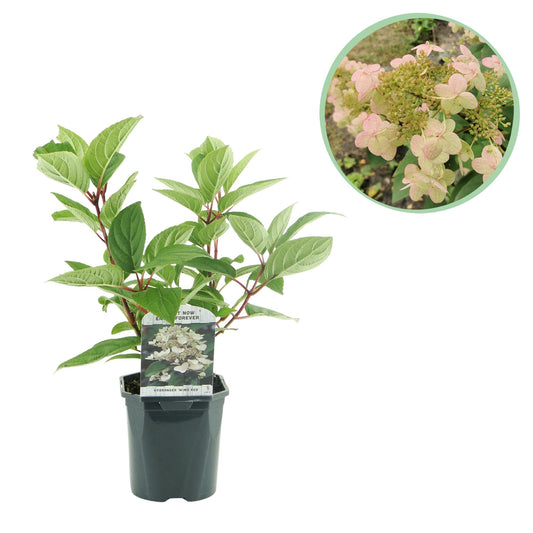 Pflanzfix24 - Rispenhortensie - Hydrangea panniculata Wims Red - 1 Pflanze - Laubabwerfend