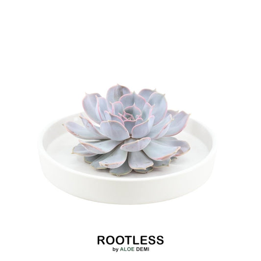 ROOTLESS Echeveria Lilacina in weißer Keramikschale | Pflanzfix24.de - Pflanzfix24.de