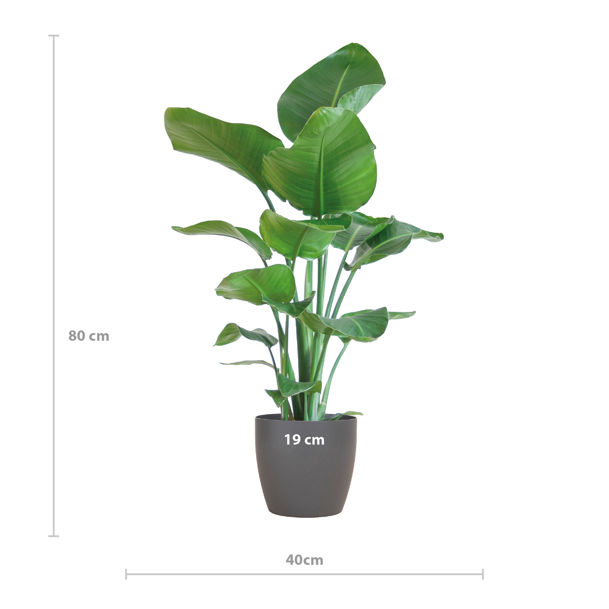 Strelitzia Nicolai 80 cm Ø21 mit grauem Viber-Topf | Pflanzfix24.de - Pflanzfix24.de