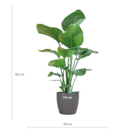 Strelitzia Nicolai 80 cm Ø21 mit grauem Viber-Topf | Pflanzfix24.de - Pflanzfix24.de