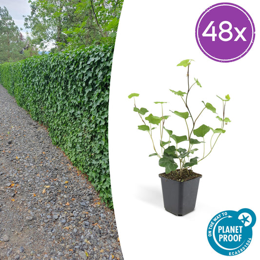 48x Hedera Hibernica - ↕10-25cm - Ø9cm - Pflanzfix24