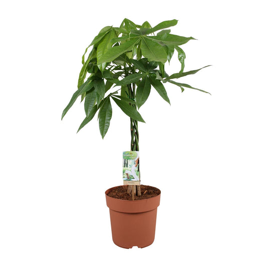 Pachira Aquatica - Ø21cm - ↕90cm bei Pflanzfix24.de - Pflanzfix24.de