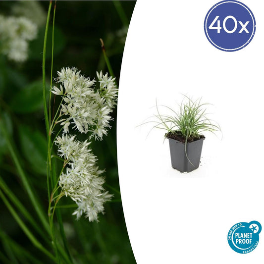 40x Luzula nivea - ↕10-25cm - Ø9cm von Pflanzfix24.de - Pflanzfix24.de