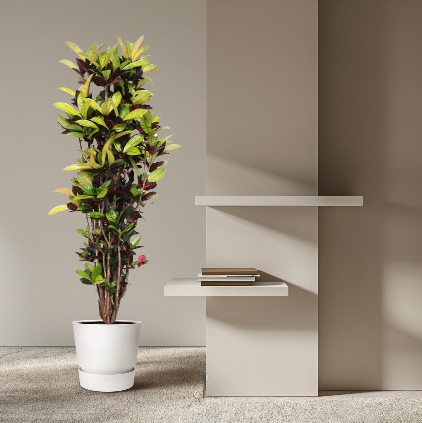 Codiaeum Iceton (Croton Iceton) - 190 cm - ø45 von Pflanzfix24