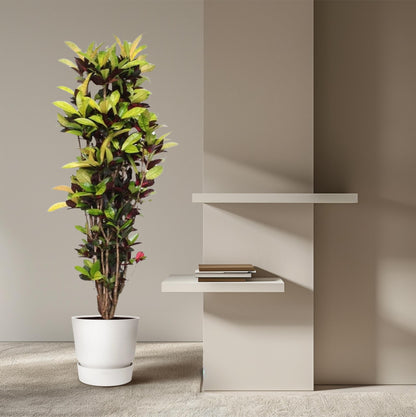 Codiaeum Iceton (Croton Iceton) - 190 cm - ø45 von Pflanzfix24
