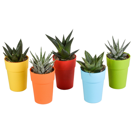 Gasteria/Haworthia-Mischung 5,5cm - 5x - in gekleurde plasticpot - Pflanzfix24.de - Pflanzfix24.de