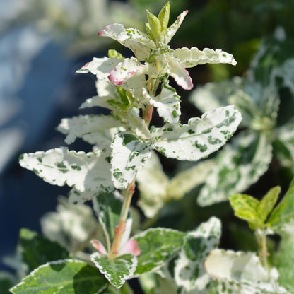 GreenboutiQ Euonymus fortunei Harlequin Stamm-Pflanze 19cm – Pflanzfix24