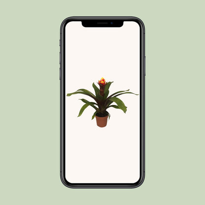 Guzmania Crown - Ø12cm - ↕45cm - Pflanzfix24