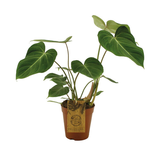 Philodendron Gloriosum Ø15cm – Samtblatt Zimmerpflanze | Pflanzfix24.de - Pflanzfix24.de