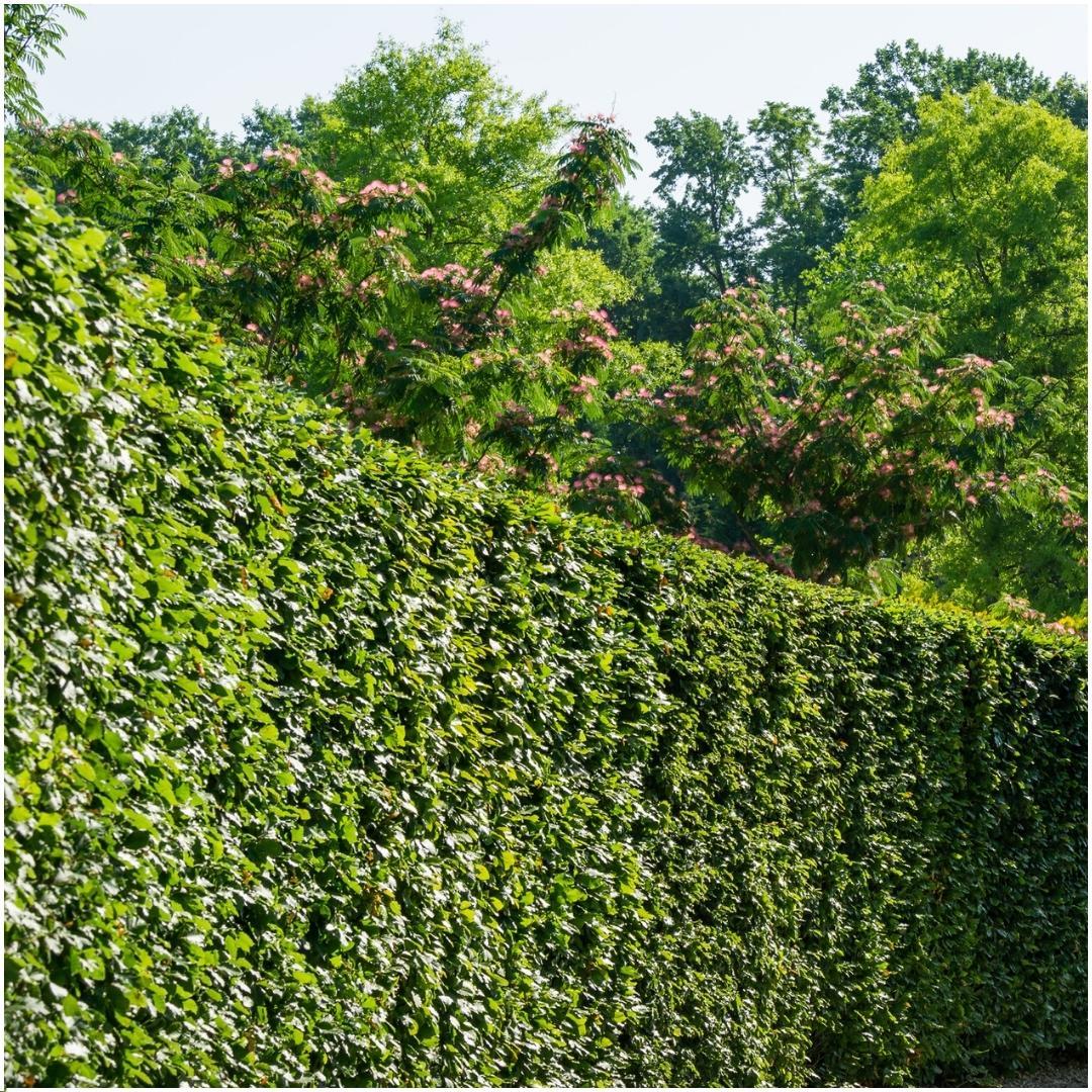 Pflanzfix24 - 1 Meter Hainbuche Hecke - Pflanzenset mit 6 winterharten Heckenpflanzen