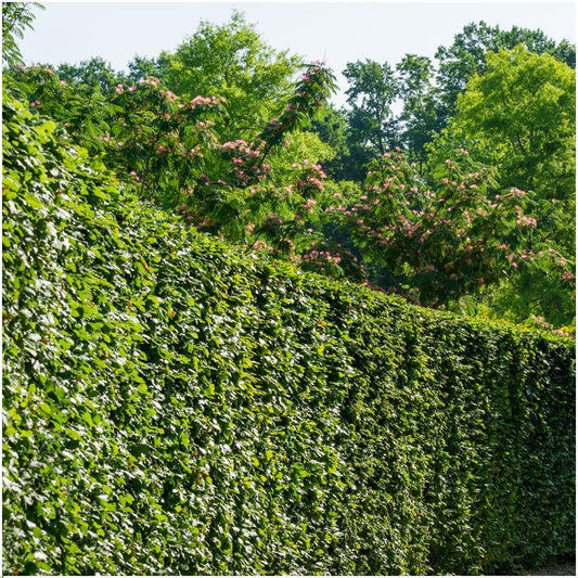 Pflanzfix24 - 1 Meter Hainbuche Hecke - Pflanzenset mit 6 winterharten Heckenpflanzen