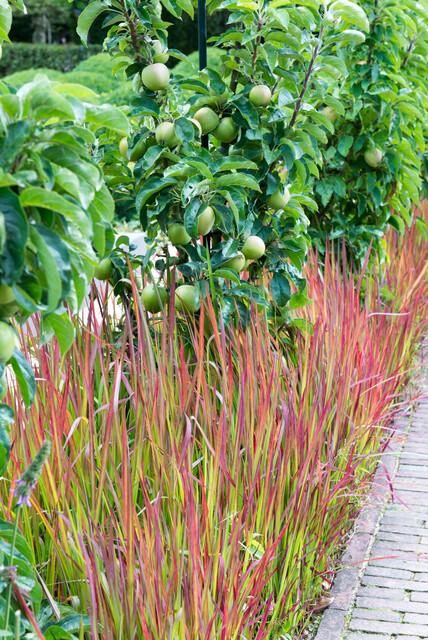 40x Imperata cylindrica 'Red Baron' - ↕10-25cm - Ø9cm