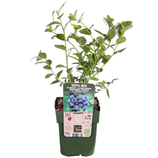 Vaccinium corymbosum 'Reka' - Ø13cm - ↕45cm bei Pflanzfix24