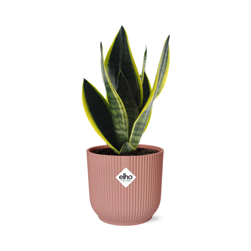 Sansevieria Futura Superba rosa 14cm – Schwiegermutterzunge | Pflanzfix24
