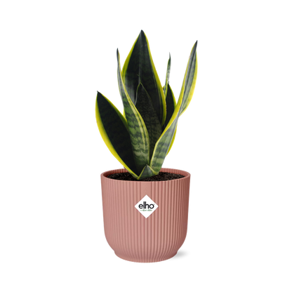 Sansevieria Futura Superba rosa 14cm – Schwiegermutterzunge | Pflanzfix24