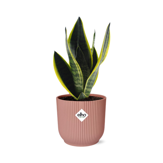 Sansevieria Futura Superba rosa 14cm – Schwiegermutterzunge | Pflanzfix24
