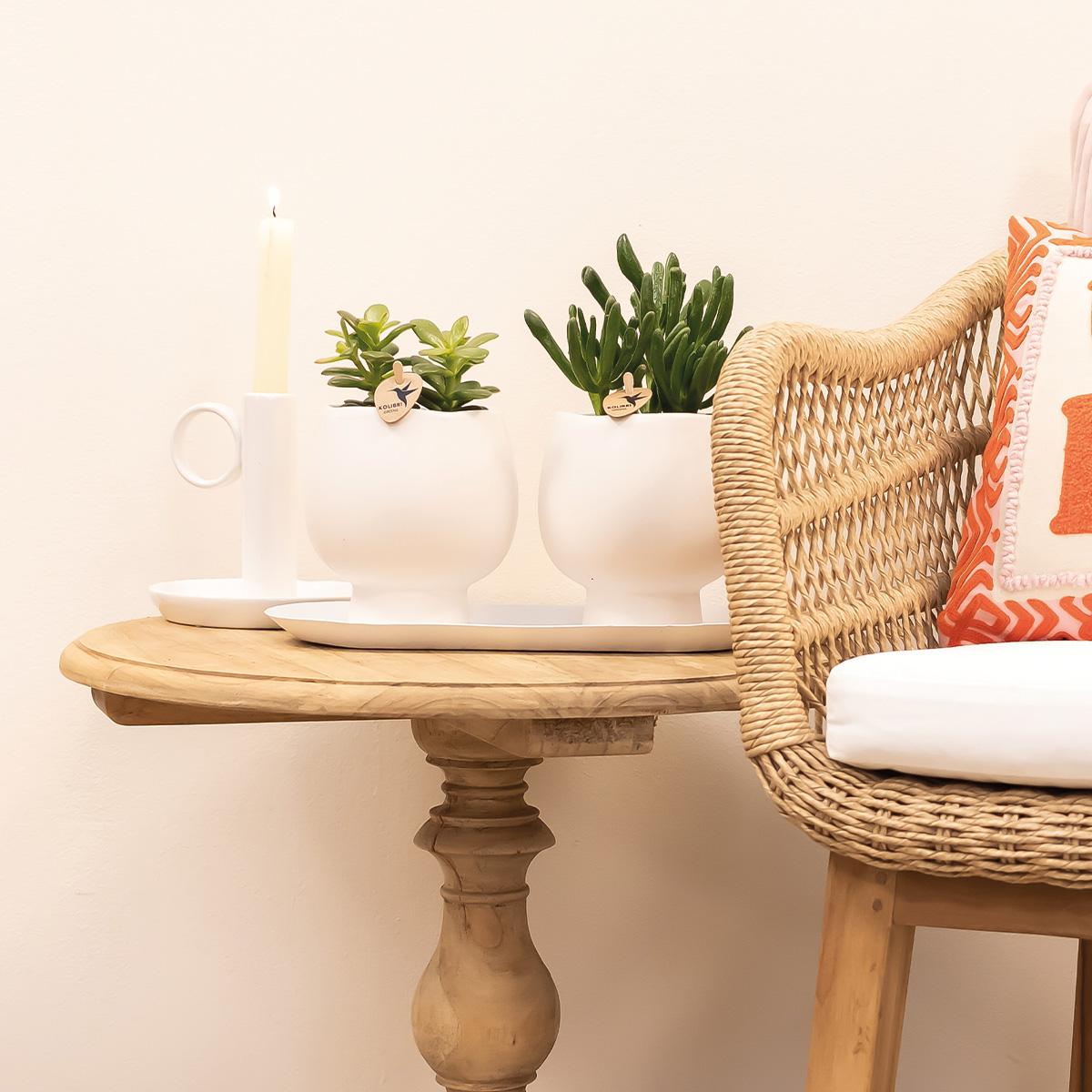 Kolibri Home ovales Tablett Weiß Ø30cm | Pflanzfix24.de - Pflanzfix24.de