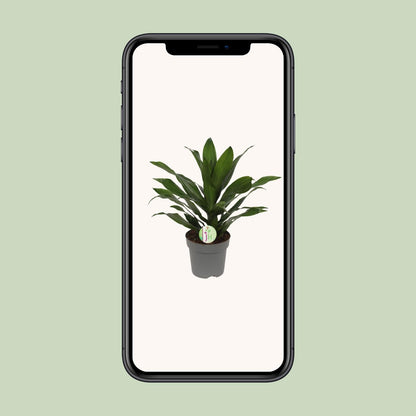 Dracaena Fragrans Grune - Ø17cm - ↕40cm - Pflanzfix24