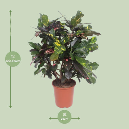 Codiaeum Magnificent (Croton Magnificent) - Ø27cm - ↕110cm - Pflanzfix24