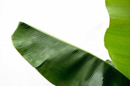 Bananenplant (Musa) - 170cm - Ø30 von Pflanzfix24.de - Pflanzfix24.de
