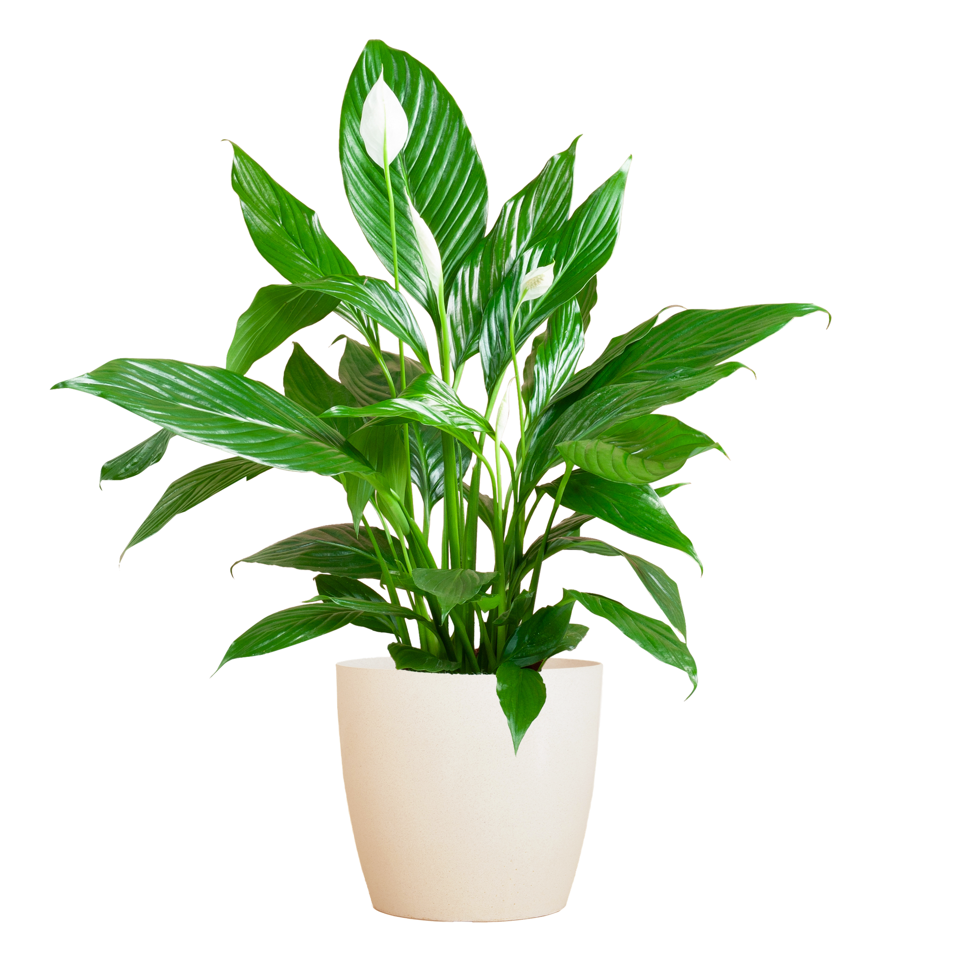 Spathiphyllum Sweet Lauretta 80 cm weiß – Pflanzfix24.de - Pflanzfix24.de