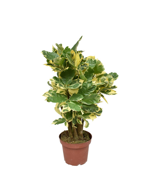 Croton Eberneum P14 - Ø14cm - ↕50cm - Pflanzfix24