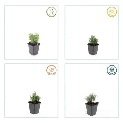 12x Lavandula 'Dwarf Blue' – Duft-Lavendel Set | Pflanzfix24