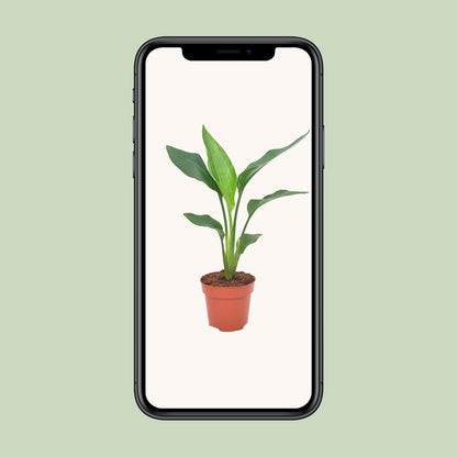 Strelitzia Regina Ø12cm – 40cm hoch – Pflanzfix24.de - Pflanzfix24.de