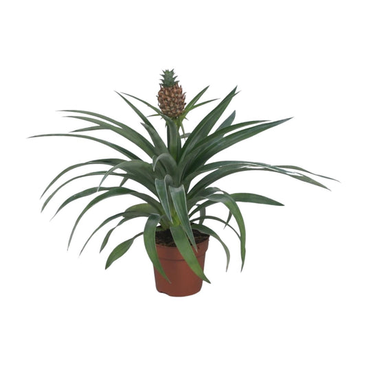 Ananas Mi Amigo - Ø12cm - ↕40cm - Pflanzfix24