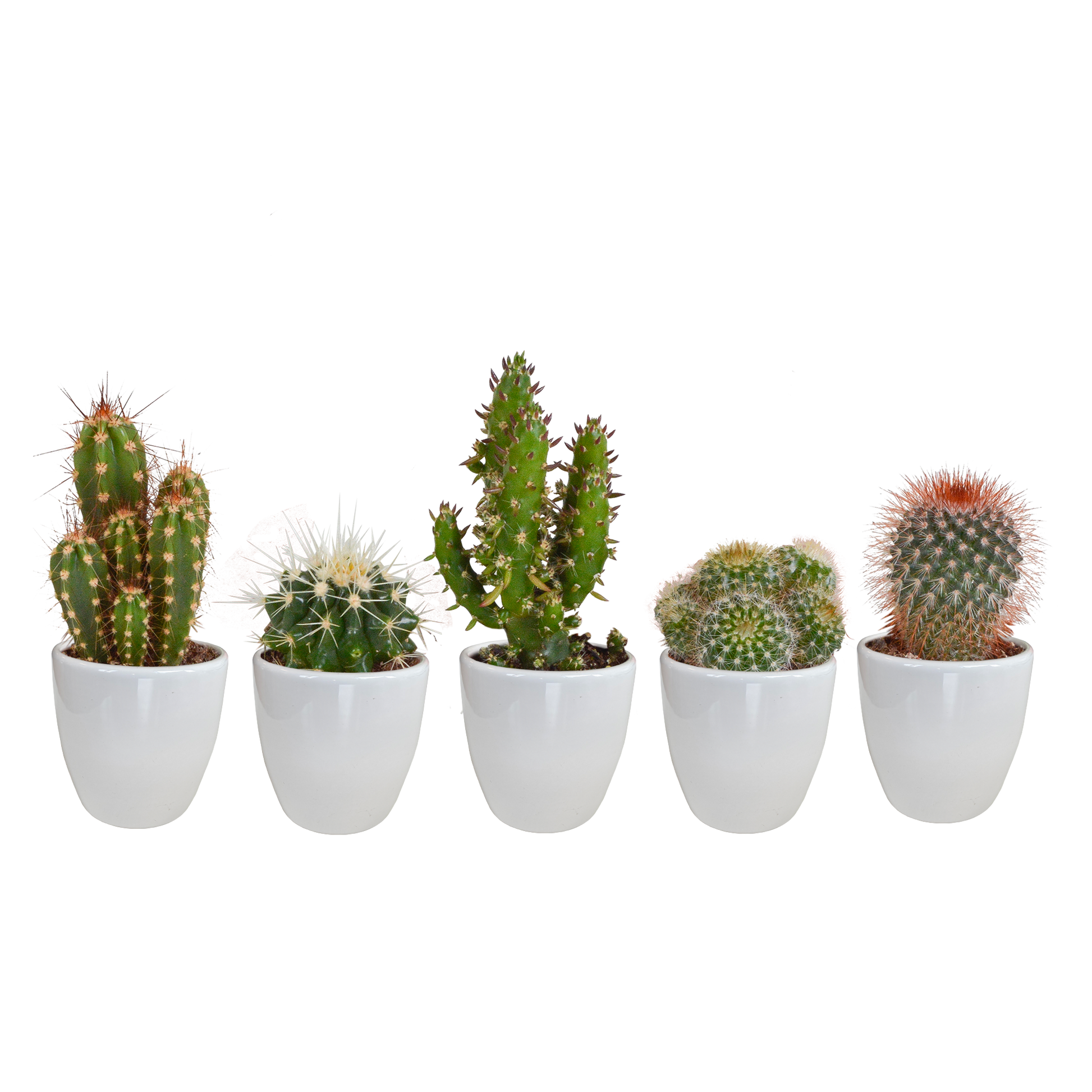 Kakteenmischung 5,5 cm - 5x - in witte pot - Pflanzfix24.de - Pflanzfix24.de